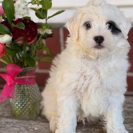 Comet - Black and white male Bernedoodle puppy in Denver, Pennsylvania from Redcay's Mini Bernedoodles