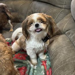 Flo - Shih Tzu