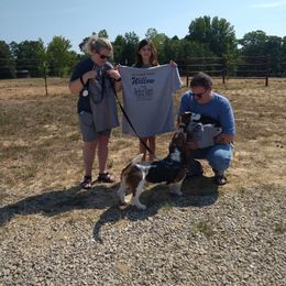 Basset Hound Puppies from Redbud Ranch Basset Hounds