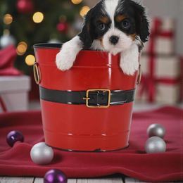 Tri Girl 1 - Tri-color female Cavalier King Charles Spaniel puppy in Rochert, Minnesota from Arctic Acres Cavaliers