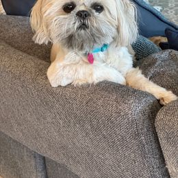 Peaches - Shih Tzu