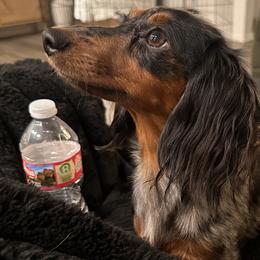 Dachshunds from Seleners Wieners