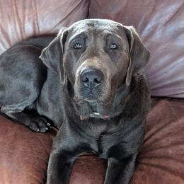 Dilute Retrievers and Labrador Retrievers from Golder Ranch Labradors