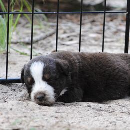 Australian Shepherd Puppies from Stephanie Young's Australian Shepherds