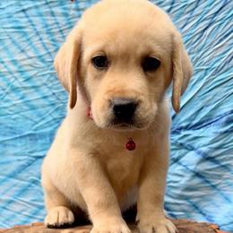 Hunter - Yellow male Labrador Retriever puppy in Marietta, South Carolina from Trust in the Lord Labradors