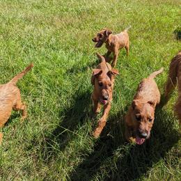 Irish Terriers from Detmore Kennels