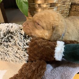 Chesapeake Bay Retriever Puppies from Two Rivers Chesapeakes