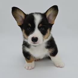 Mickey(Oreo) - Black and tan male Pembroke Welsh Corgi puppy in Dickeyville, Wisconsin from J&R Shepherds & Corgis