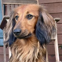 Dachshunds from Honey Hill Dachshunds