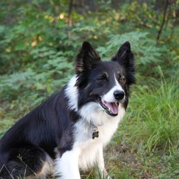 Sirus - Border Collie
