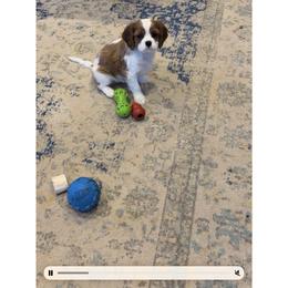 Girl 2 - Blenheim female Cavalier King Charles Spaniel puppy in Hesperia, Michigan from Whiteriver Cavaliers