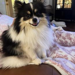 Charlie - Pomeranian