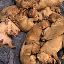 Vizslas from Reckless Rose Vizslas