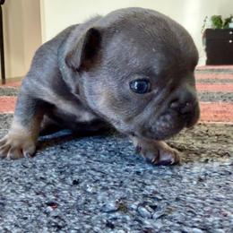 Payson black collar - Blue male French Bulldog puppy in Cordes Lakes, Arizona from Puppy Love AZ