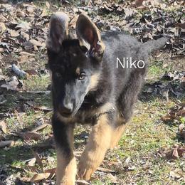 Niko - Black and tan male German Shepherd puppy in Murray, Kentucky from Froschwald German Shepherds and Xanadu Teddy Roosevelt Terriers