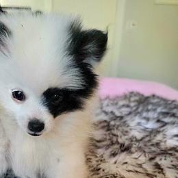 Pomeranians from Perfectly Pampered Pomeranians