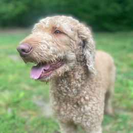 Pippa - Goldendoodle