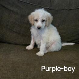 Pierre - Brown and white male Bernedoodle puppy in Columbia, Illinois from Hillcastle Breeders