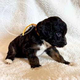 Sake (Yellow) - Tri-color female Bernedoodle puppy in Rockwall, Texas from Glory Doodles