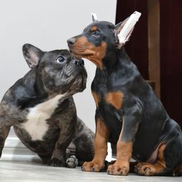 Doberman Pinscher Puppies from Obsidian Kennels