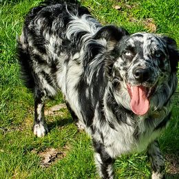 Australian Shepherds from Hedden Acres Aussies