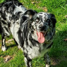 Australian Shepherds from Hedden Acres Aussies
