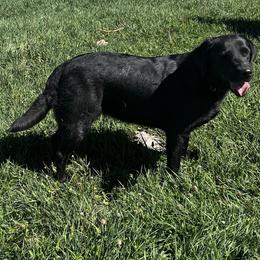 Irish - Labrador Retriever