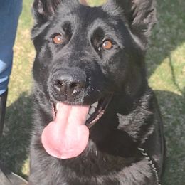 Eika - German Shepherd