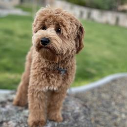 Goose - Goldendoodle