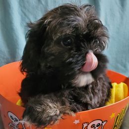 Shih Tzu Puppies from Laurie's shih tzus