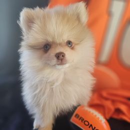 Slater - Chocolate merle male Pomeranian puppy in Granby, Colorado from Grand Poms