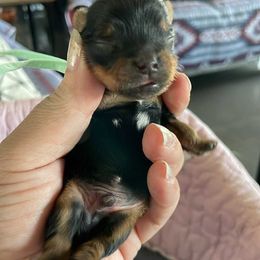Kane - Blue and gold male Yorkshire Terrier puppy in Belpre, Ohio from Blackwoods Yorkies
