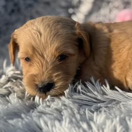 Annie - Apricot female Goldendoodle puppy in Ambrose, Georgia from Brandilyn's Aussies
