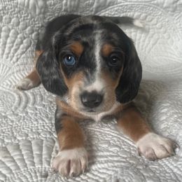 Dachshund Puppies from Works Farm Dachshunds