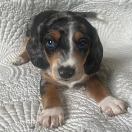 Dachshund Puppies from Works Farm Dachshunds