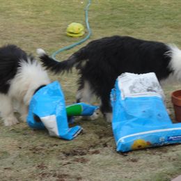 Bearded Collies from Conley's