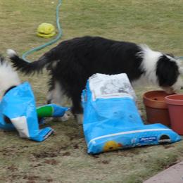 Bearded Collies from Conley's