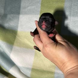 Promise - Red female Shih Tzu puppy in Kempner, Texas from Shih Tzu Reign