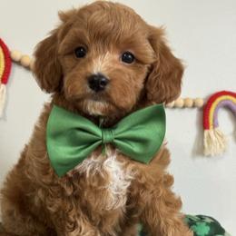 Green - Red  male Goldendoodle puppy in Hesperia, Michigan from Red Acres Poodles & Doodles