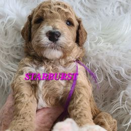 Starburst - Red  female Poodle puppy in Mansfield Center, Connecticut from Arrfs Poodles