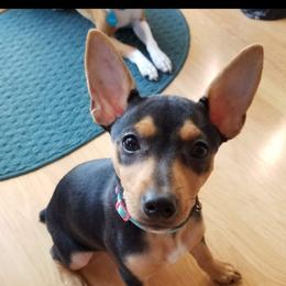 Rat Terrier Puppies from CaliRats Rat Terriers