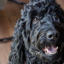 Nova - Bernedoodle