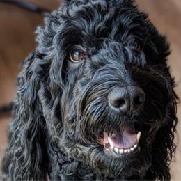 Nova - Bernedoodle
