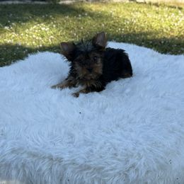 Lucas - Black and gold male Yorkshire Terrier puppy in Naples, Florida from Puppies Forever 💙❤️🐶