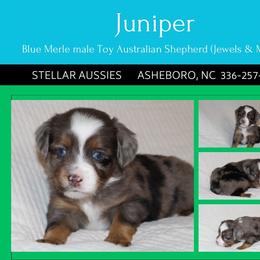 Juniper - Blue merle male Toy Australian Shepherd puppy in Asheboro, North Carolina from Stellar Aussies
