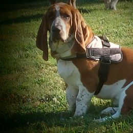 Pickles - Basset Hound