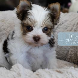 Vinny - Chocolate, tan and white male Yorkshire Terrier puppy in Austin, Texas from H6 Yorkies