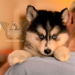 Boy 4 - Pomsky puppy from Monarch Pomskies | Northern Colorado
