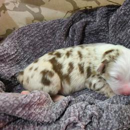 Hazel - Red merle female Miniature Australian Shepherd puppy in Willard, Missouri from Stoney Brook Aussies