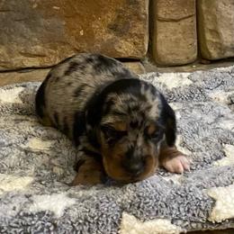 FRECKLES. CKC FULL RIGHTS - Dapple female Dachshund puppy in Elizabethtown, Kentucky from Teeny Tiny Puppy Tails